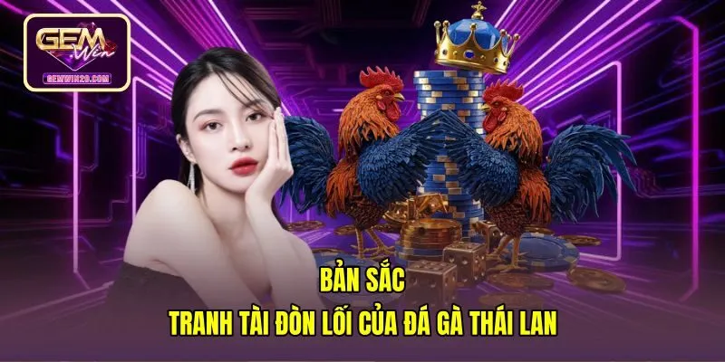 Nét đòn lối bền bỉ của chiến kê đá gà Thái Lan