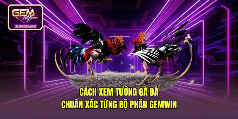 Cách Xem Tướng Gà Đá Chuẩn Xác Từng Bộ Phận - Gemwin